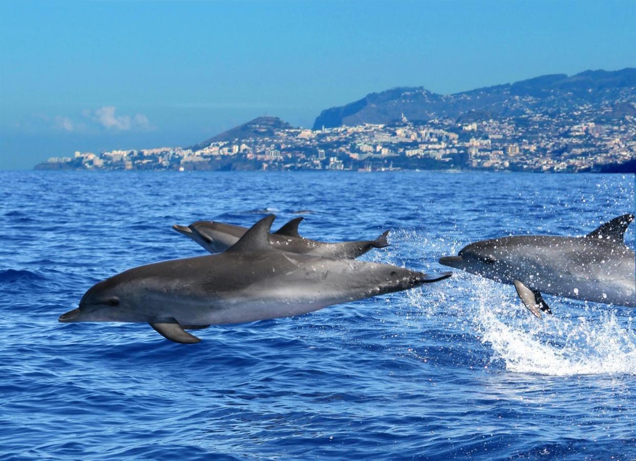 Casa Amarela Villa Funchal  Eksteriør bilde